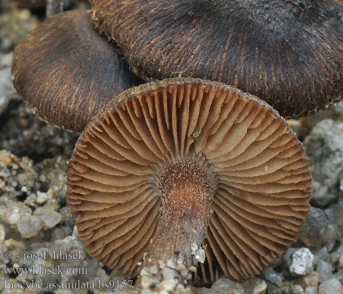 Strzępiak bury Волоконница похожая Inocybe assimilata