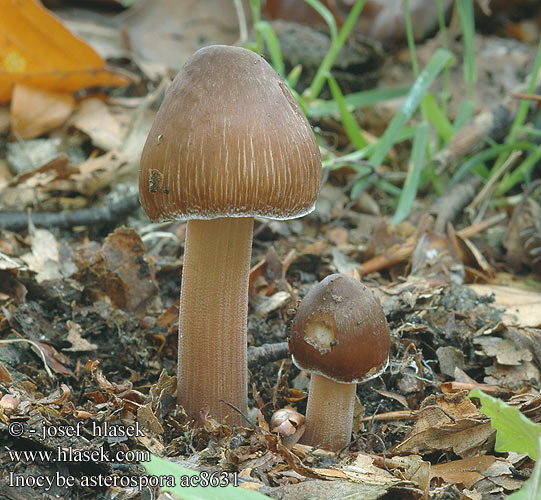 Inocybe asterospora Sternsporiger Risspilz VlĂˇknice hvÄ›zdovĂ˝trusnĂˇ