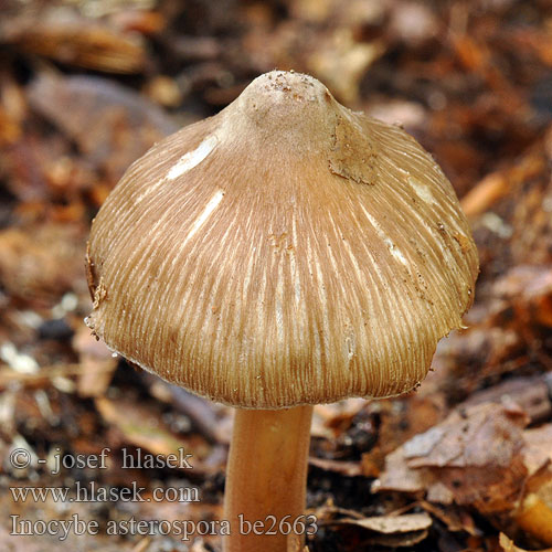 Inocybe asterospora be2663