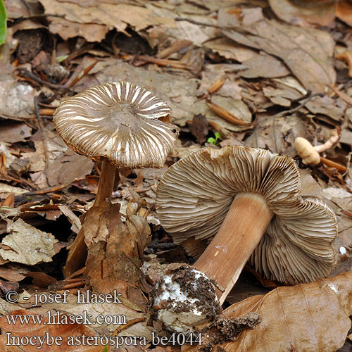 VlĂˇknica hviezdicovovĂ˝trusnĂˇ Star-Spored Inocybe Fibre-cap