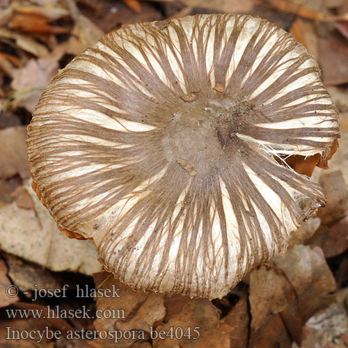 Inocybe asterospora be4045