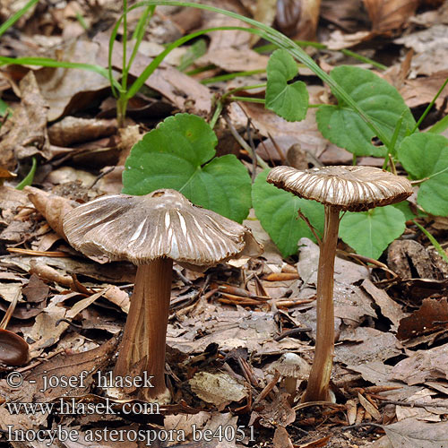 Inocybe asterospora be4051