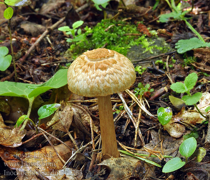 Inocybe bongardii Vláknice Bongardova