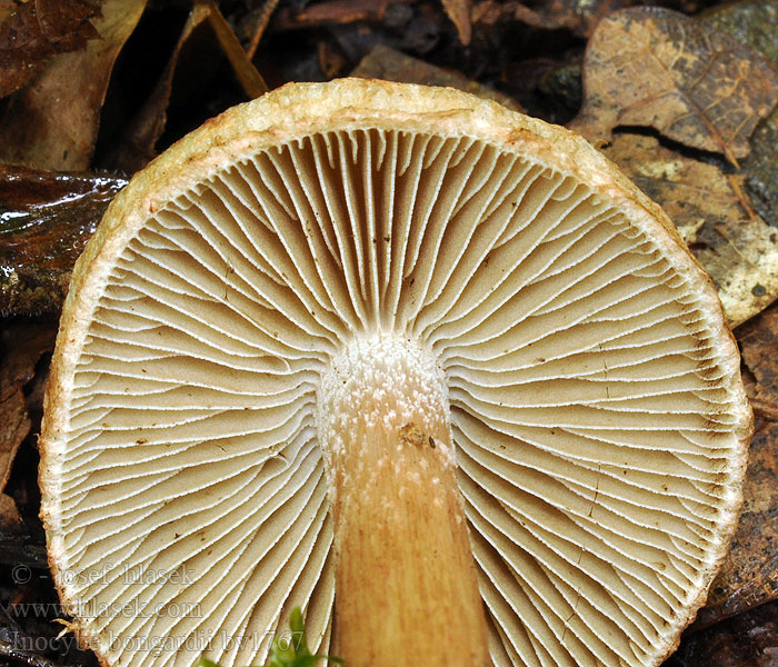 Inocybe bongardii Geurende vezelkop