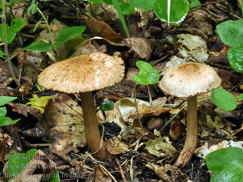 Inocybe bongardii Strzępiak stęchły