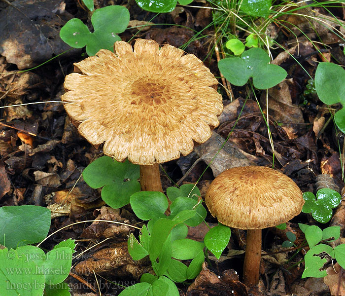 Inocybe bongardii Vláknica Bongardova