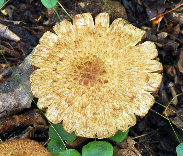 Inocybe bongardii Dufttrevlesopp