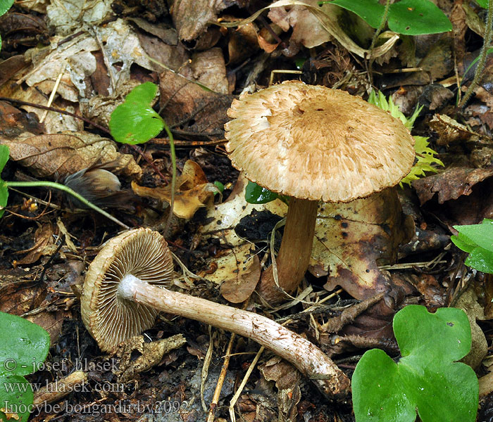 Inocybe bongardii Волоконница золотоволосая