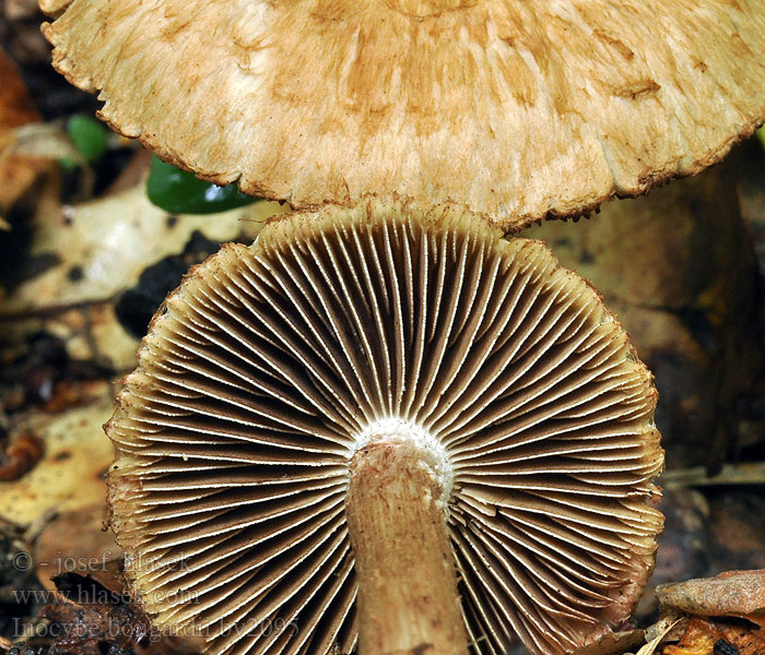 Inocybe bongardii Fruity fibrecap