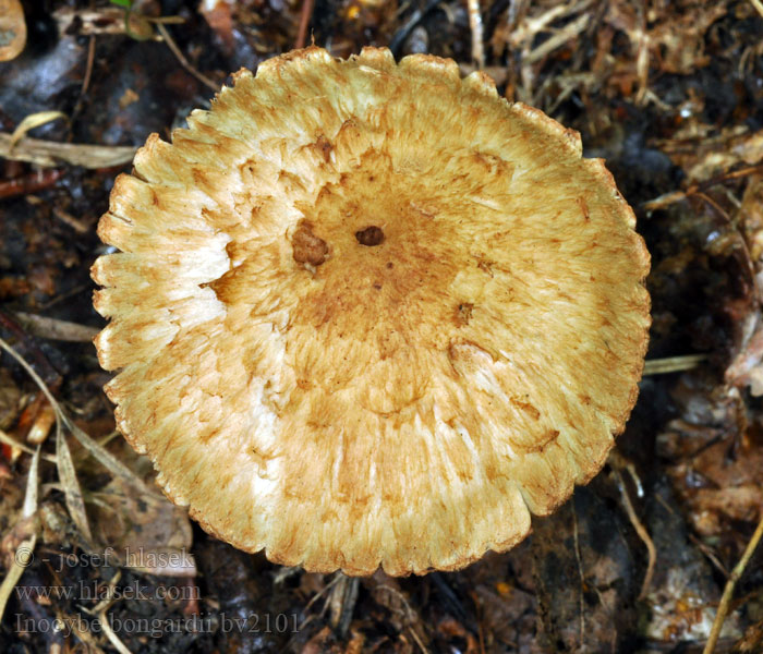 Inocybe bongardii