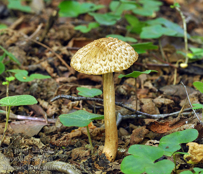 Vláknice Bongardova Inocybe bongardii