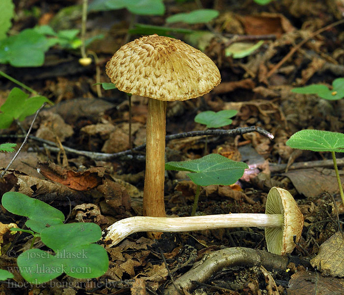 Geurende vezelkop Inocybe bongardii