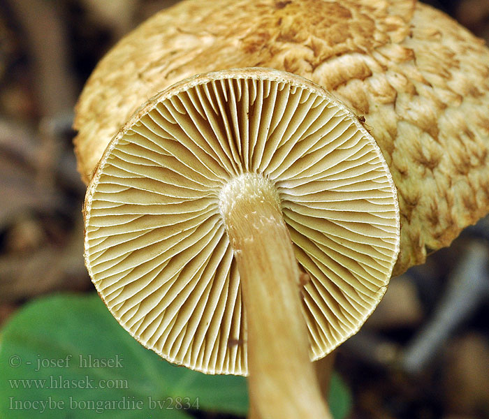 Strzępiak stęchły Inocybe bongardii