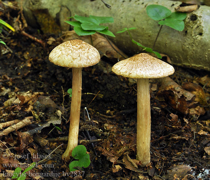 Vláknica Bongardova Inocybe bongardii