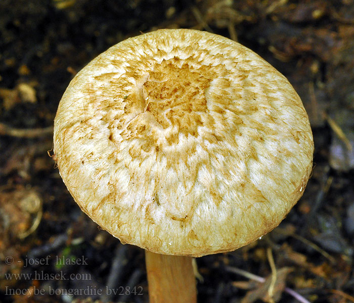 Волоконница золотоволосая Inocybe bongardii