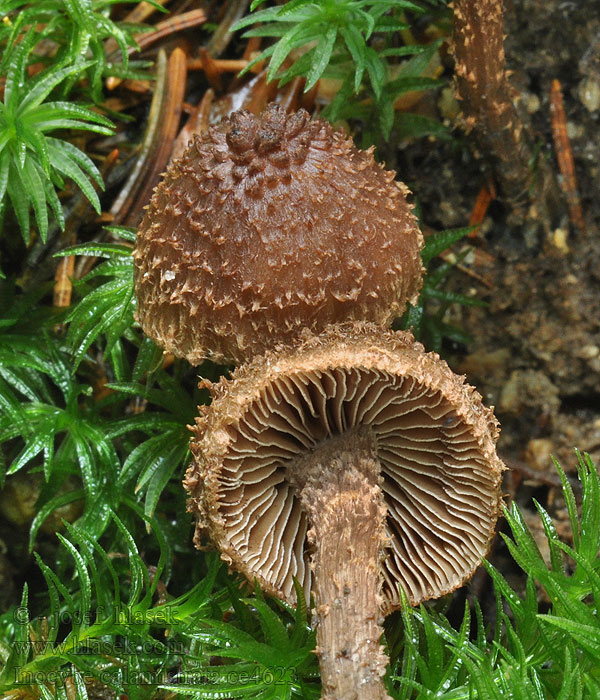 Vláknice špinavá Inocybe calamistrata