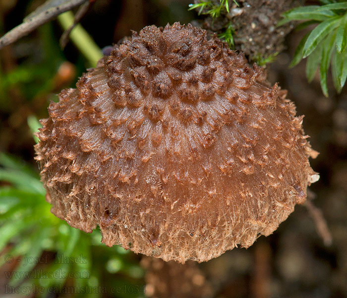 Inocybe calamistrata Vláknice špinavá Blaufüßiger Risspilz