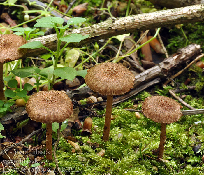 Inocybe calospora Vláknice lepovýtrusá Taggsporig tråding Волоконница кривоспоровая Strzępiak palczastozarodnikowy Piggsporet trevlesopp Schönsporiger Risspilz Rißpilz Stekelspoorvezelkop Inocybe belles spores Pigsporet Trævlhat