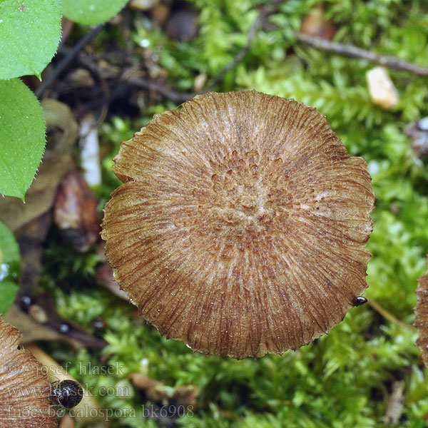 Волоконница кривоспоровая Strzępiak palczastozarodnikowy Piggsporet trevlesopp Schönsporiger Risspilz Rißpilz Stekelspoorvezelkop Inocybe belles spores Pigsporet Trævlhat Inocybe calospora Vláknice lepovýtrusá Taggsporig tråding