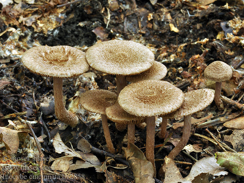 Inocybe cincinnata Vláknice tmavohnědá Braunvioletter Risspilz