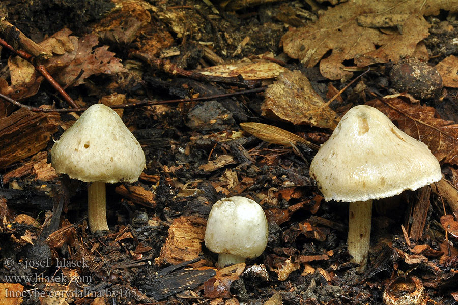 Inocybe corydalina Vláknice dymnivková Grünscheiteliger Rißpilz