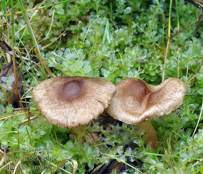 Inocybe curvipes Vláknice bradavkatá