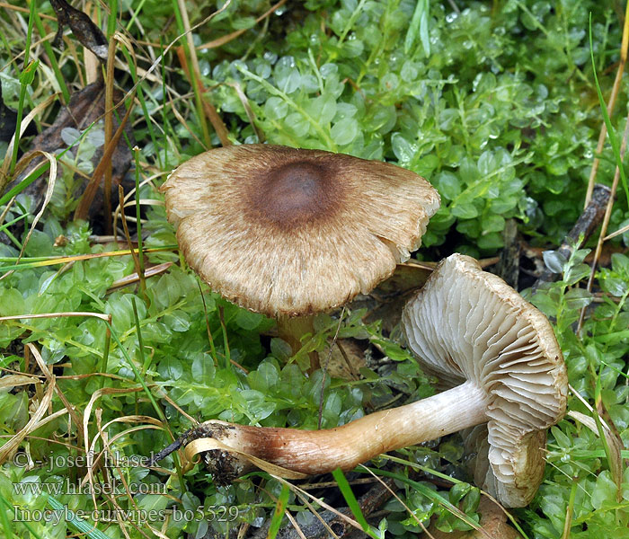 Inocybe curvipes Pienet helttasienet