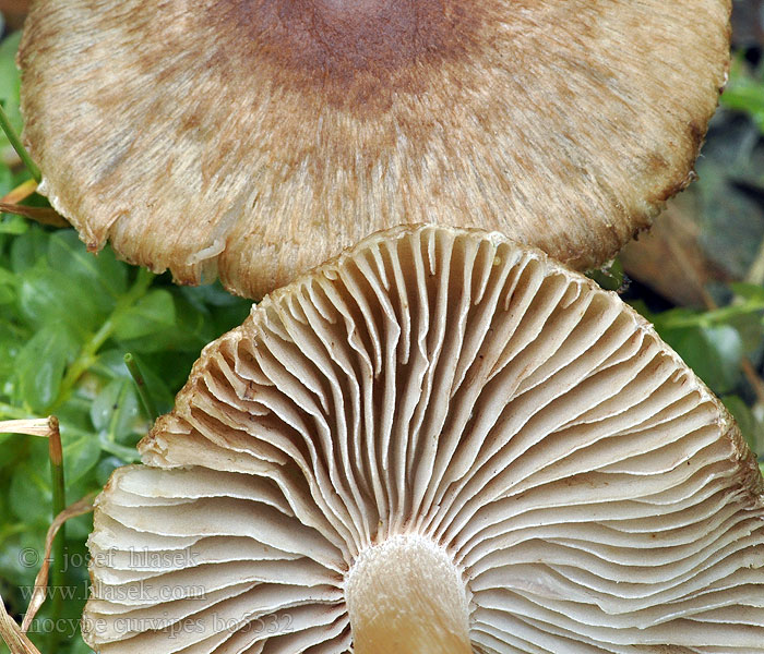 Inocybe curvipes Волоконница кривоногая