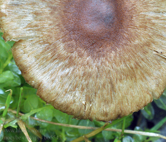 Inocybe curvipes Vláknice bradavkatá Dickfüßiger Risspilz