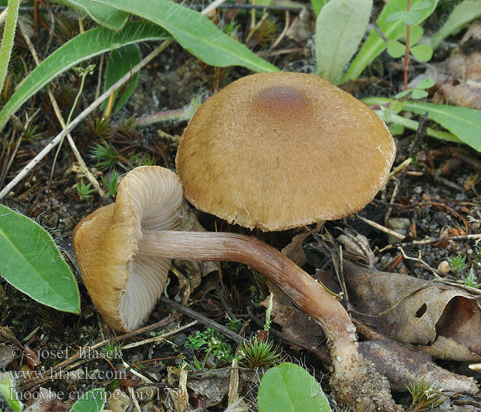 Inocybe curvipes Dickfüßiger Risspilz