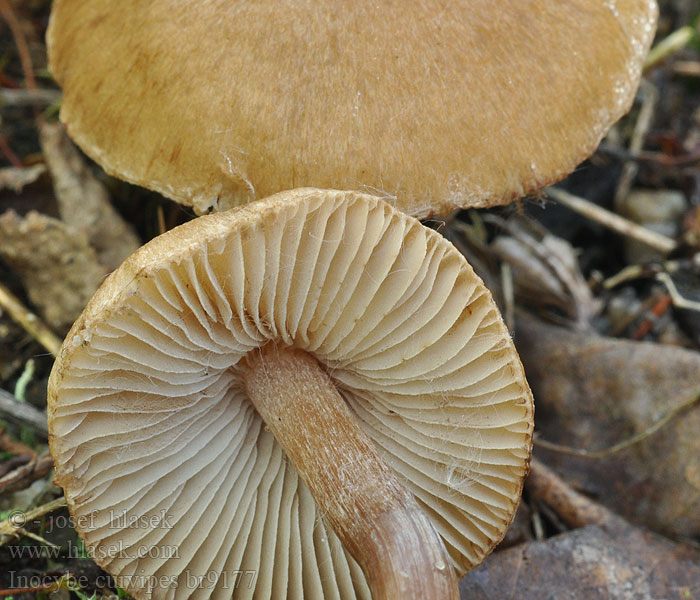 Inocybe curvipes Zilversteelvezelkop