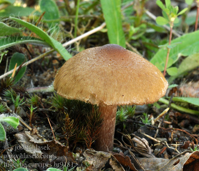 Inocybe curvipes Strzępiak zielonawogarbkowy