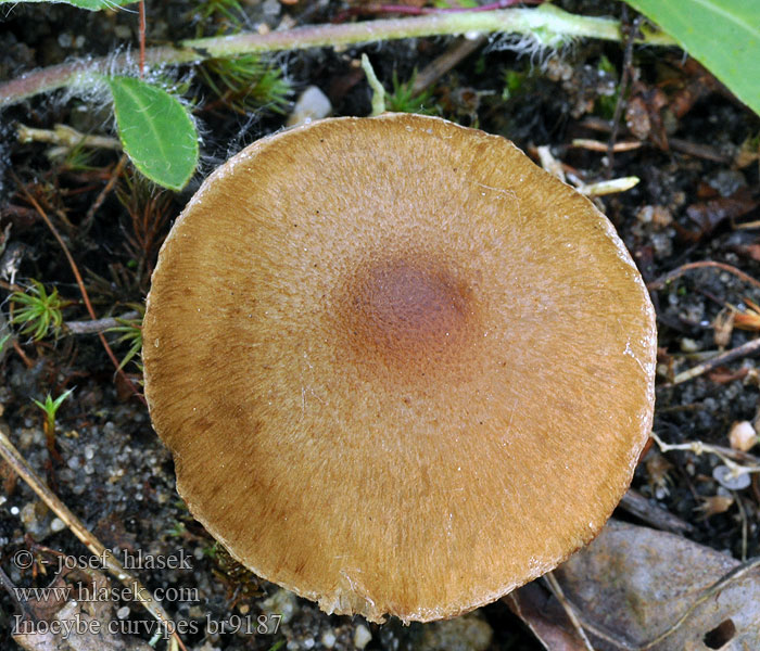 Inocybe curvipes Vláknica hrbatá