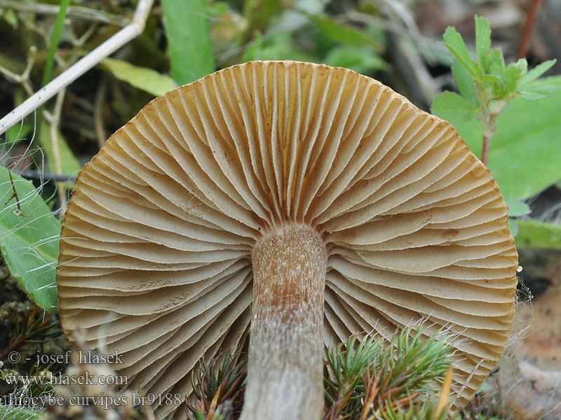 Inocybe curvipes Sommartråding