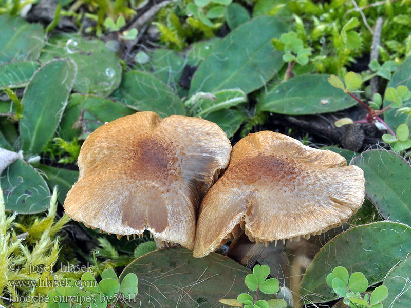 Vláknice bradavkatá Inocybe curvipes