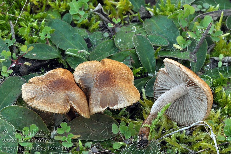 Zilversteelvezelkop Inocybe curvipes