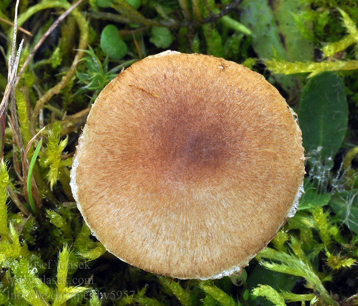 Dickfüßiger Risspilz Inocybe curvipes