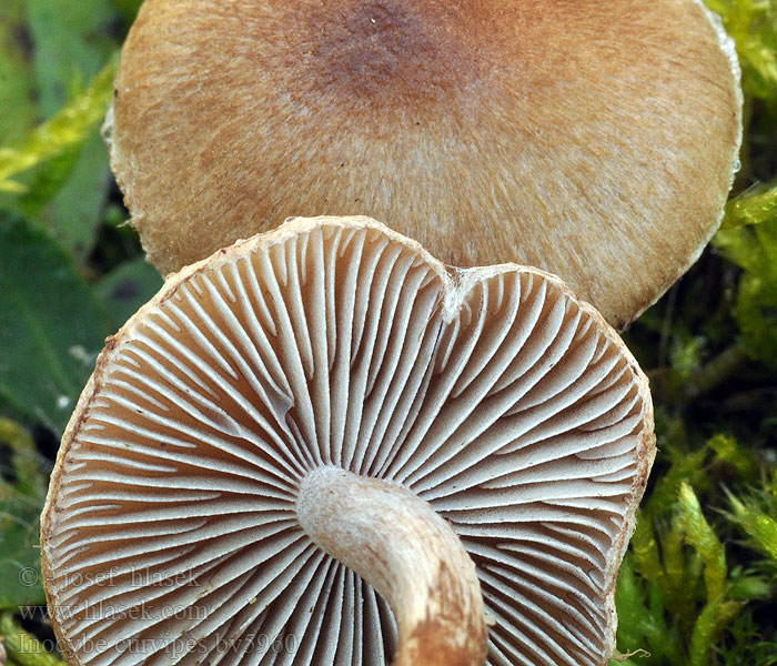 Strzępiak zielonawogarbkowy Inocybe curvipes