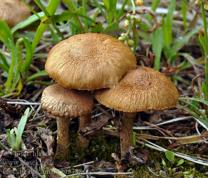 Vláknice potměchuťová Inocybe dulcamara