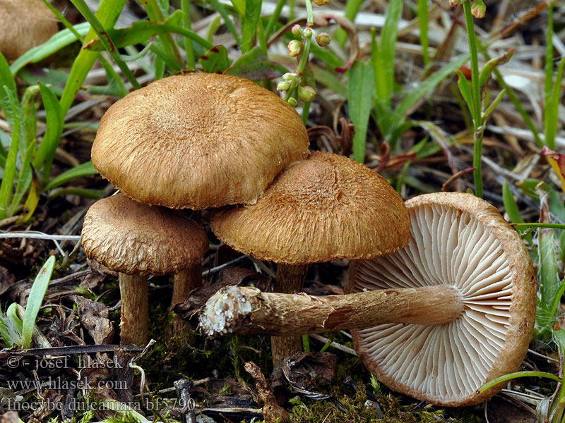 Bittersüßer Risspilz Inocybe dulcamara