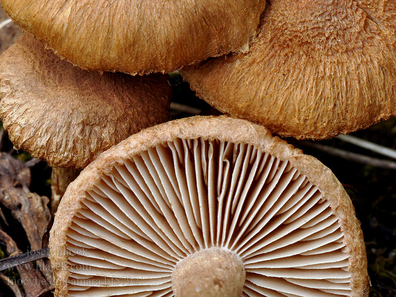 Gewone Viltkop Inocybe dulcamara