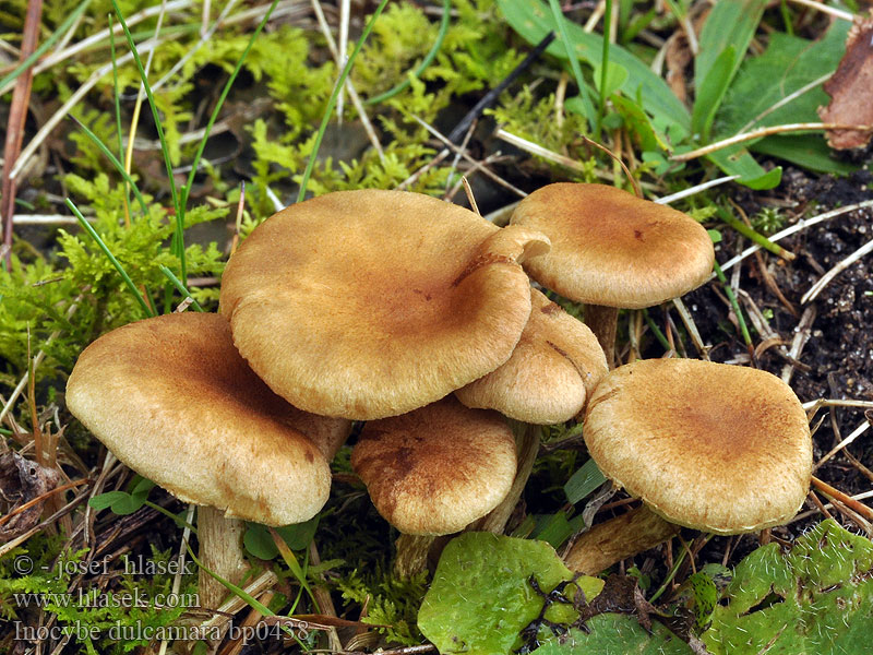 Vláknica olivovohnedá Inocybe dulcamara