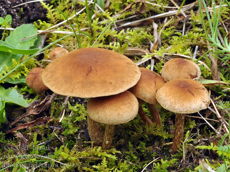 Bittersød trævlhat Inocybe dulcamara