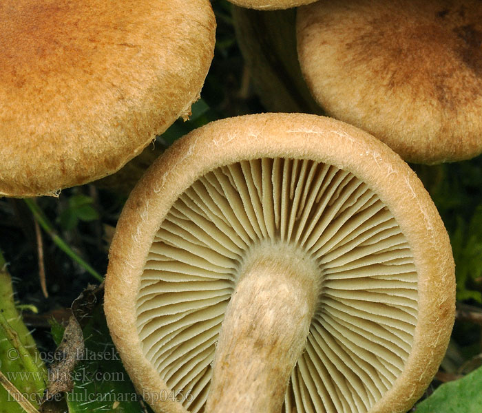 Bittersöt tråding Inocybe dulcamara