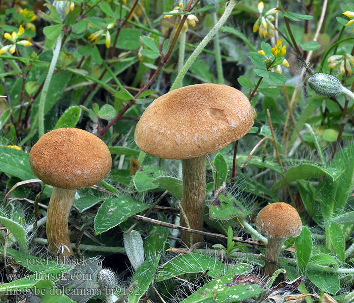 Inocybe_dulcamara_br9192