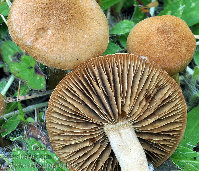 Inocybe_dulcamara_br9205