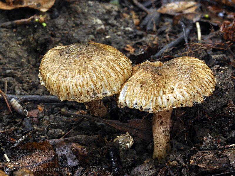 Inocybe erinaceomorpha scabra