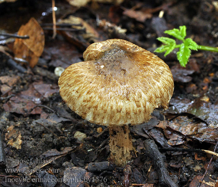 Inocybe erinaceomorpha Struppige Rißpilz