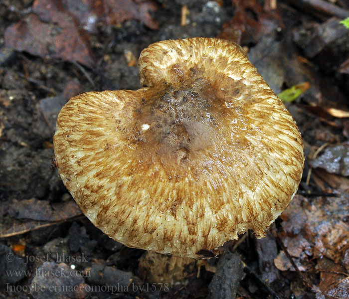 Inocybe erinaceomorpha Strzępiak jeżowaty