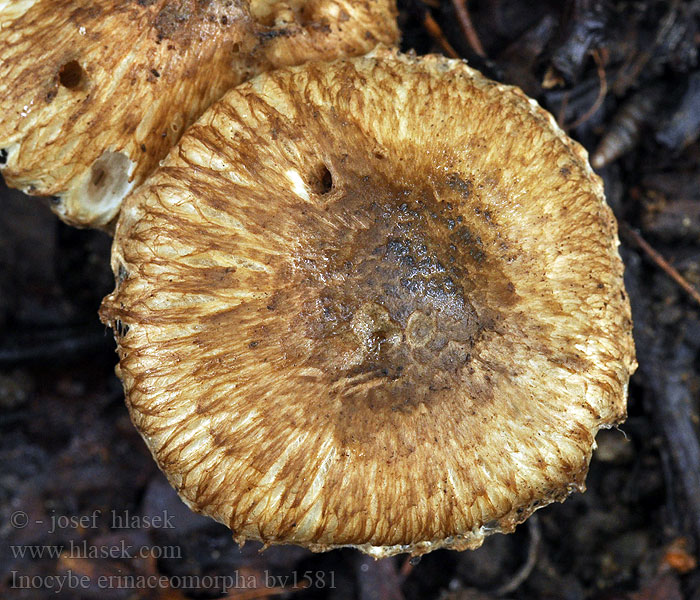 Inocybe erinaceomorpha Vláknica chochlačková hnedá